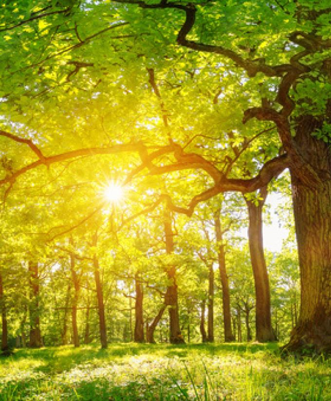 ECOLOGIE DESIGN est concepteur et fabricant de mobilier sur mesure en bois massif certifié